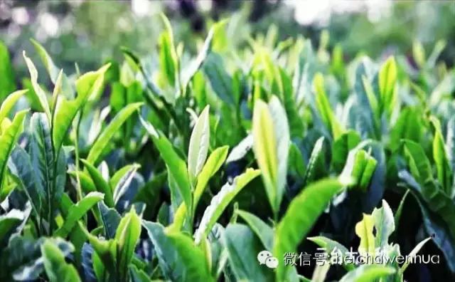 湖南黑茶是一种天然富硒(黑茶中硒的含量是多少)-硒宝网