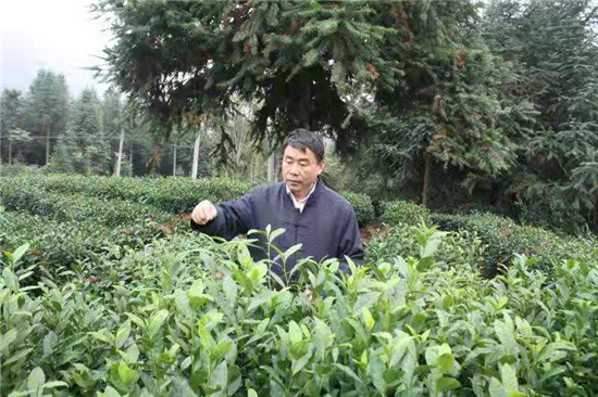 安徽省什么地方产富硒茶(安徽富硒茶多少钱一斤)-硒宝网