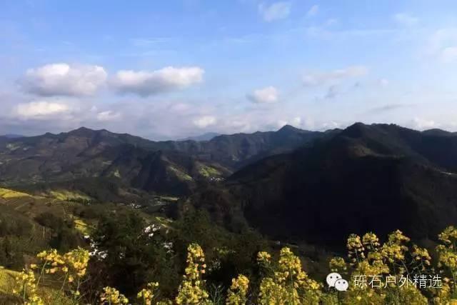 仙寓山富硒野生茶多少钱(富硒仙寓山在哪里)-硒宝网