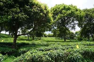 富硒藤茶有什么样的好处（富硒藤茶多少钱一斤）-硒宝网