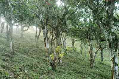 富硒藤茶有什么样的好处（富硒藤茶多少钱一斤）-硒宝网