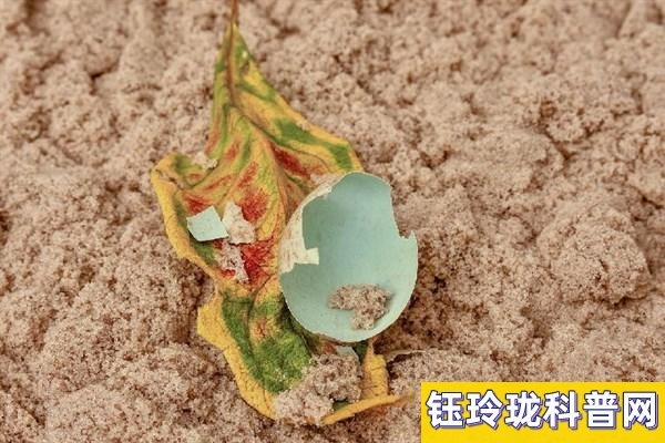 微量元素pb是什么意思(微量元素pbcd)-硒宝网