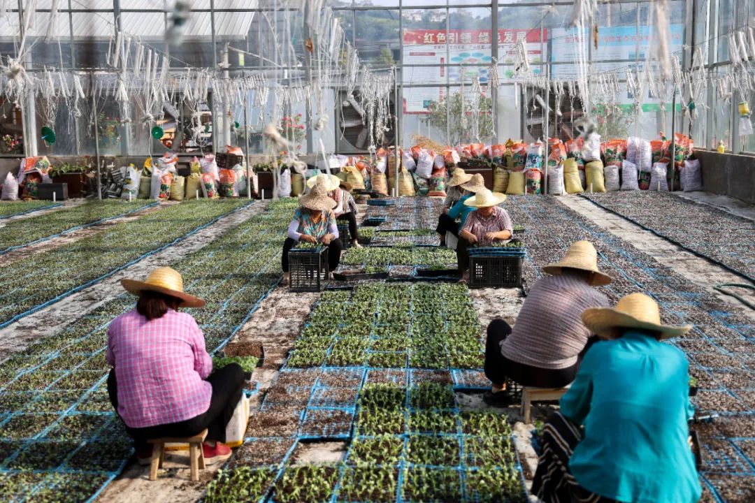 富硒茶栽培技术培训基地(富硒茶生长环境)-硒宝网