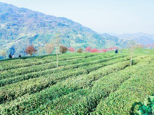安康市富硒茶的用户调研（安康富硒茶园）-硒宝网