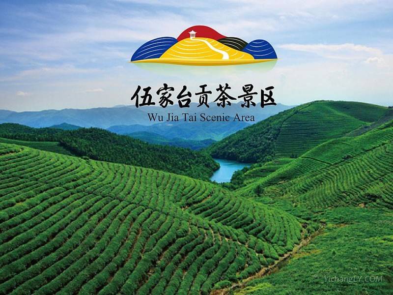 皇恩宠锡伍家台富硒贡茶（湖北宣恩五家台贡茶有几个公司）-硒宝网