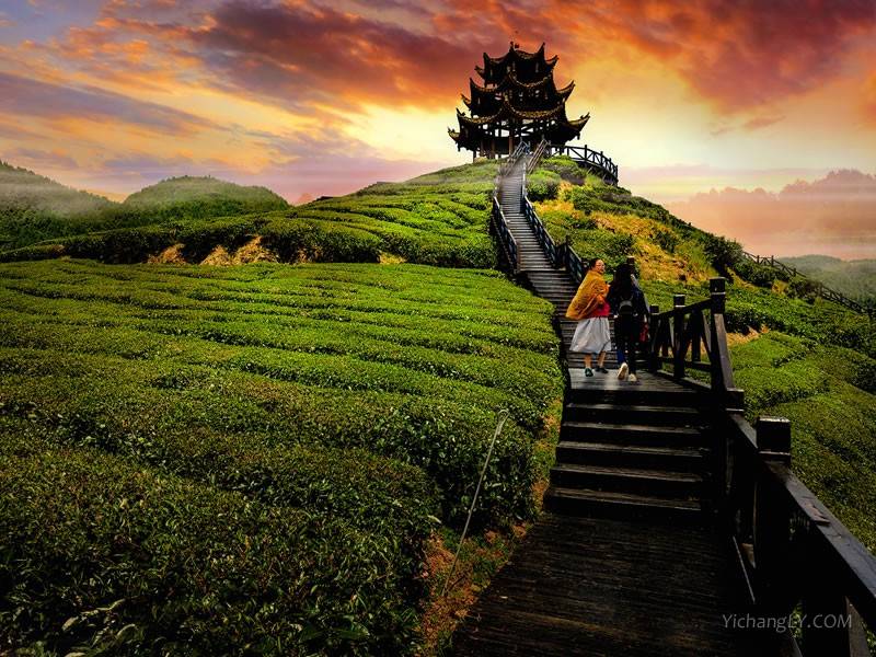 皇恩宠锡伍家台富硒贡茶（湖北宣恩五家台贡茶有几个公司）-硒宝网