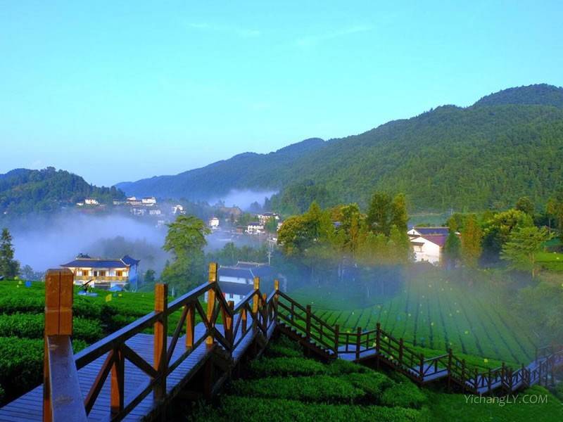 皇恩宠锡伍家台富硒贡茶（湖北宣恩五家台贡茶有几个公司）-硒宝网