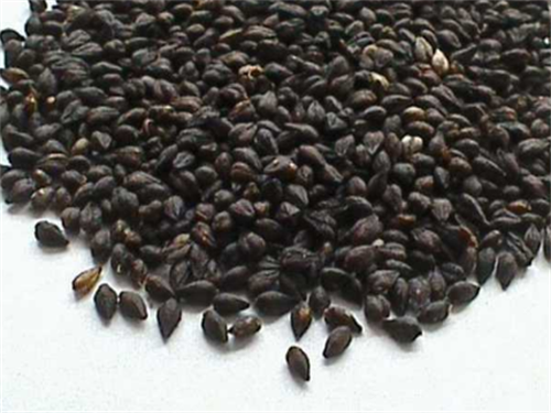 富硒黑苦荞茶冶高血压吗(血压高喝黑苦荞茶有用吗)-硒宝网