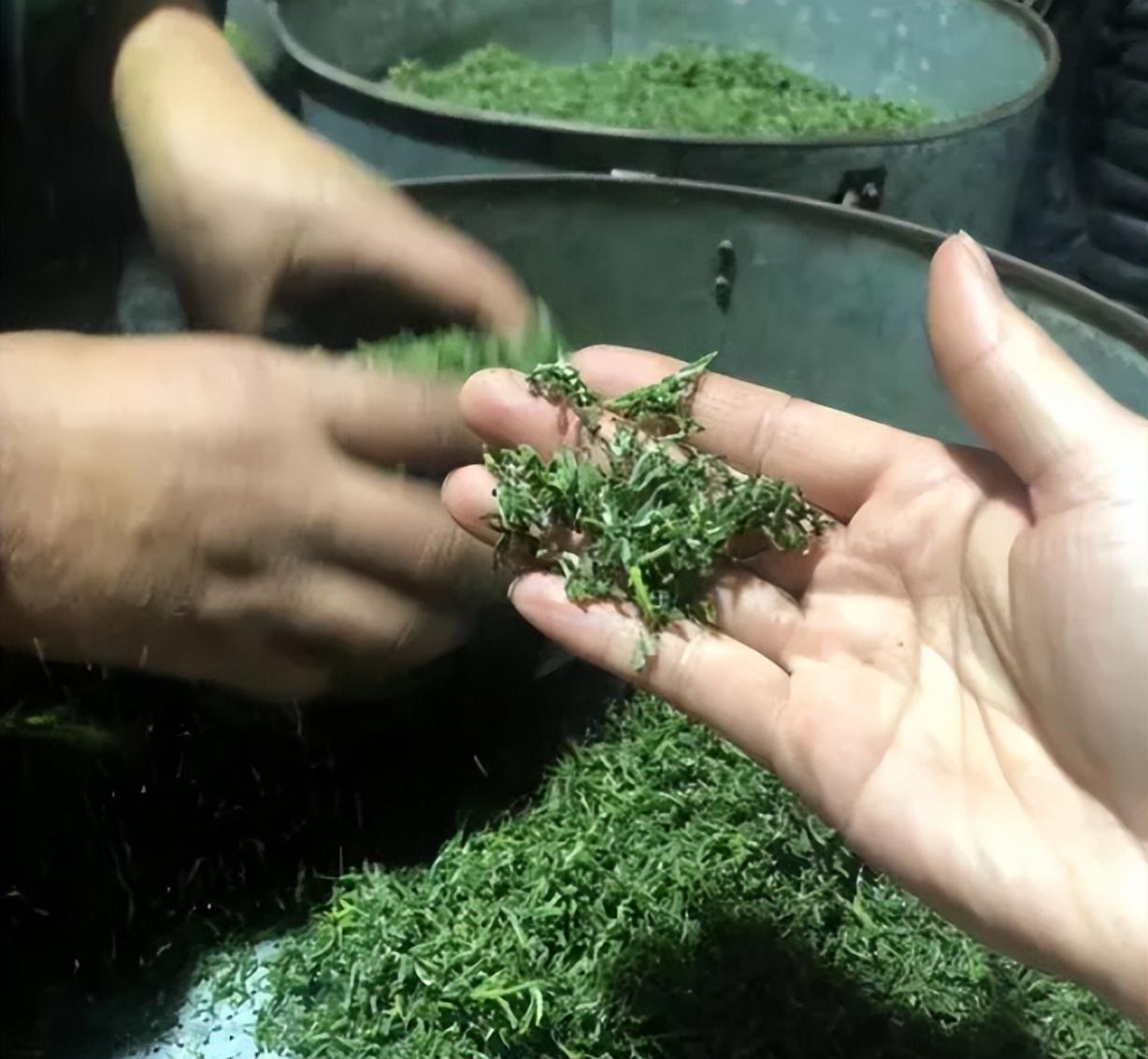 什么年龄段人喝富硒茶好(富硒茶喝多了会有什么坏处)-硒宝网