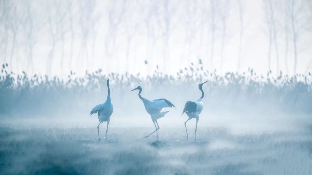 大峡谷富硒茶价格多少钱（大峡谷生态茶业有限公司）-硒宝网