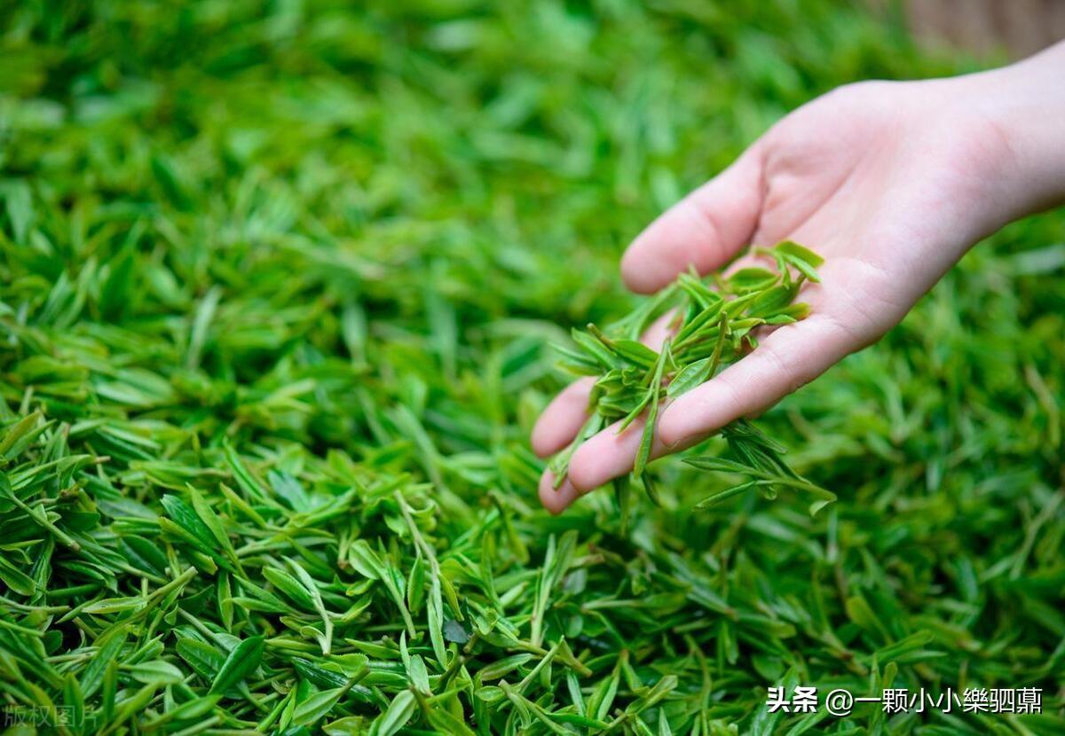 焕古茶叶紫阳富硒茶一级(紫阳富硒茶盒装的价格与作用)-硒宝网