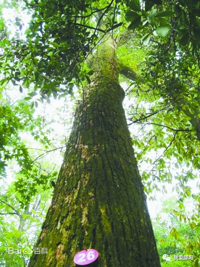 治三高金钱柳还是富硒茶(柳钱茶它有什么作用)-硒宝网
