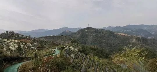 万源富硒茶 雀舌在哪买（万源富硒雀舌礼盒2019）-硒宝网