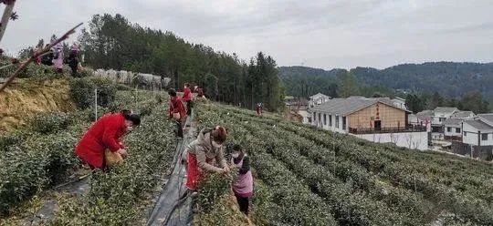 万源富硒茶 雀舌在哪买（万源富硒雀舌礼盒2019）-硒宝网