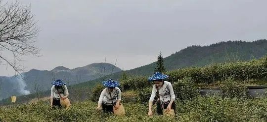 万源富硒茶 雀舌在哪买（万源富硒雀舌礼盒2019）-硒宝网