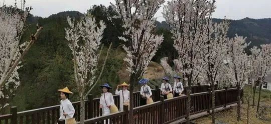 万源富硒茶 雀舌在哪买（万源富硒雀舌礼盒2019）-硒宝网