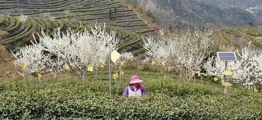 万源富硒茶 雀舌在哪买（万源富硒雀舌礼盒2019）-硒宝网