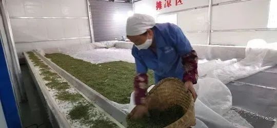 万源富硒茶 雀舌在哪买（万源富硒雀舌礼盒2019）-硒宝网