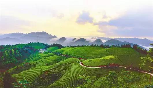 富硒龙井茶超微片的功效（龙井茶含硒量是多少）-硒宝网