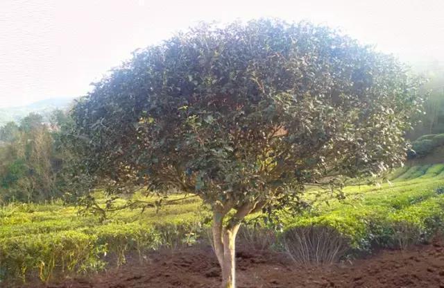 富硒龙井茶超微片的功效（龙井茶含硒量是多少）-硒宝网