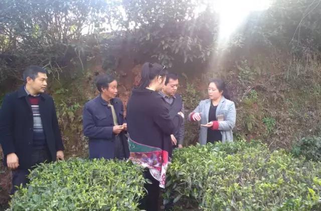 富硒龙井茶超微片的功效（龙井茶含硒量是多少）-硒宝网