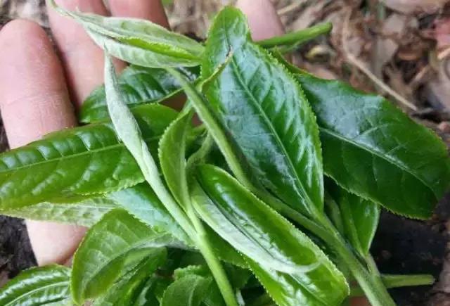 富硒龙井茶超微片的功效（龙井茶含硒量是多少）-硒宝网