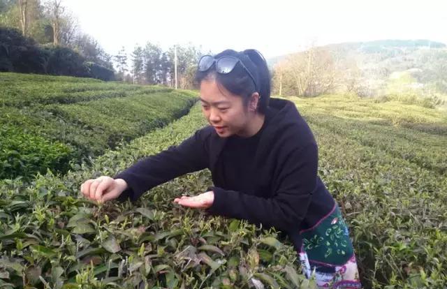 富硒龙井茶超微片的功效（龙井茶含硒量是多少）-硒宝网