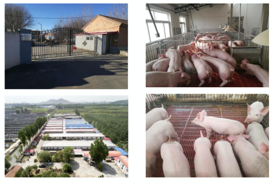 富硒茶的价格是多少一斤（富硒茶叶价格）-硒宝网