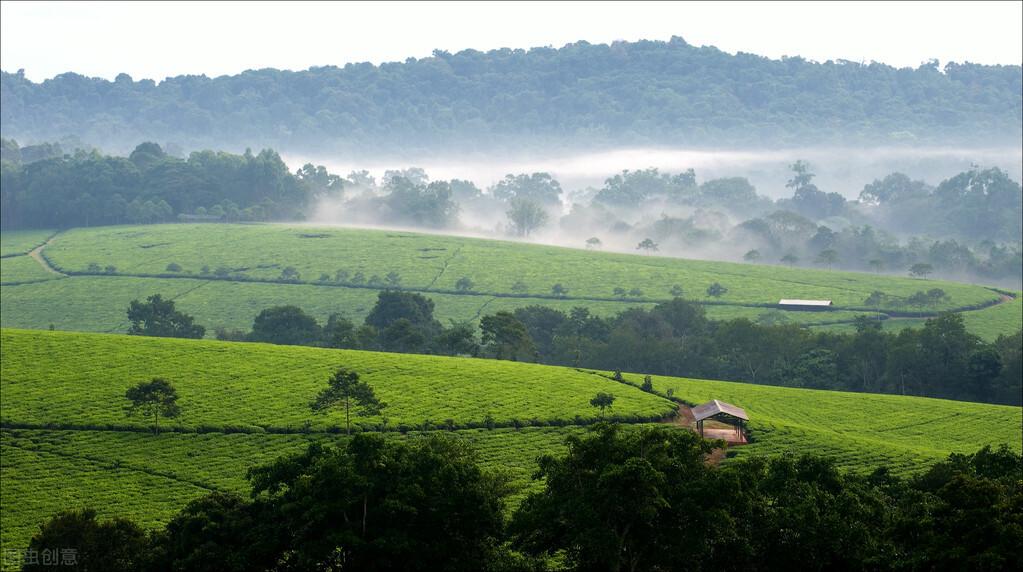 全国三大富硒茶区在哪里（中国两大富硒茶产地）-硒宝网