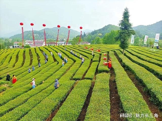 安徽省石台县富硒茶介绍（石台特产富硒茶价格）-硒宝网