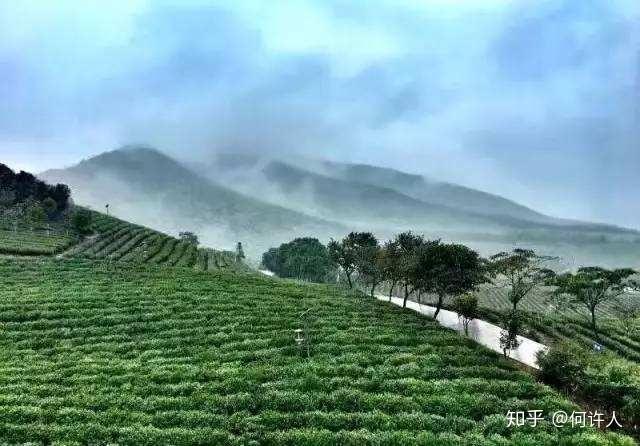 四川恩施富硒贡茶哪里买（恩施富硒茶哪个牌子好）-硒宝网