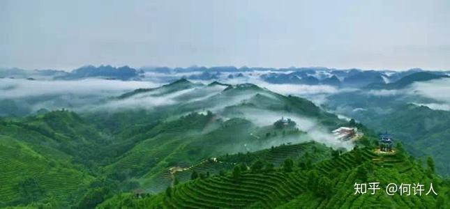 四川恩施富硒贡茶哪里买（恩施富硒茶哪个牌子好）-硒宝网