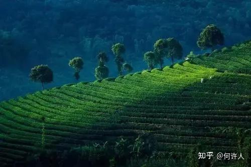 四川恩施富硒贡茶哪里买（恩施富硒茶哪个牌子好）-硒宝网