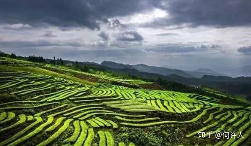 四川恩施富硒贡茶哪里买（恩施富硒茶哪个牌子好）-硒宝网