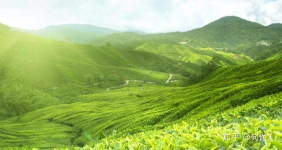 四川恩施富硒贡茶哪里买（恩施富硒茶哪个牌子好）-硒宝网