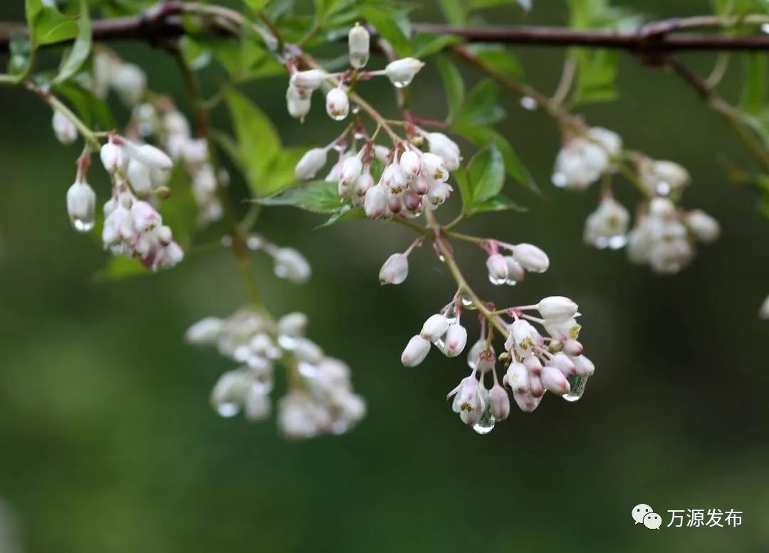 万源富硒茶巴山雀舌营养（富硒雀舌茶叶万源）-硒宝网