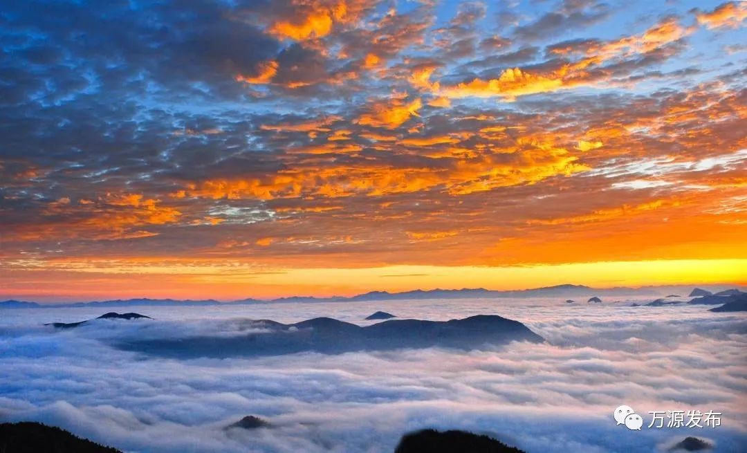 万源富硒茶巴山雀舌营养（富硒雀舌茶叶万源）-硒宝网