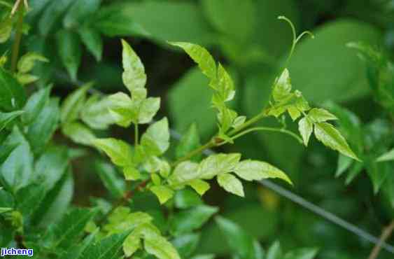 正常人能长期喝富硒藤茶(能喝长期正常富硒人藤茶水吗)-硒宝网