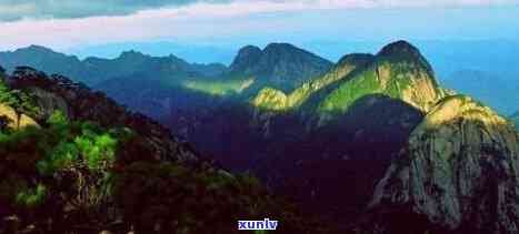 仙寓山富硒野茶最高价格（野生富硒茶仙寓山怎么卖）-硒宝网