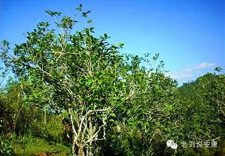 富硒茶和酒可以一起喝吗(喝茶起酒富硒可以喝吗)-硒宝网