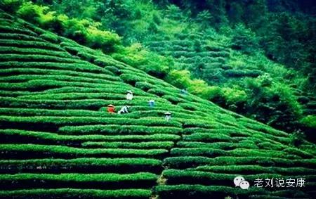 富硒茶和酒可以一起喝吗(喝茶起酒富硒可以喝吗)-硒宝网