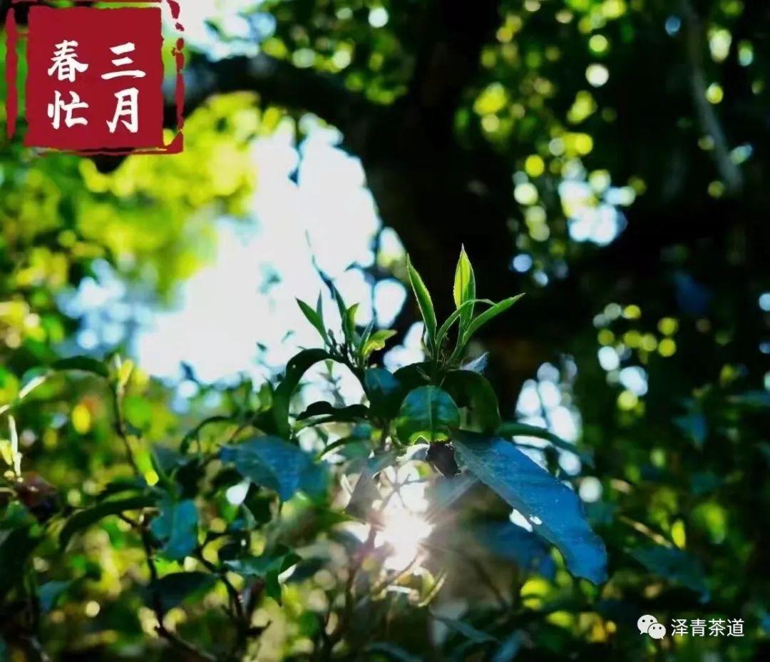 富硒水和茶哪个好一点呢(富硒茶叶)-硒宝网