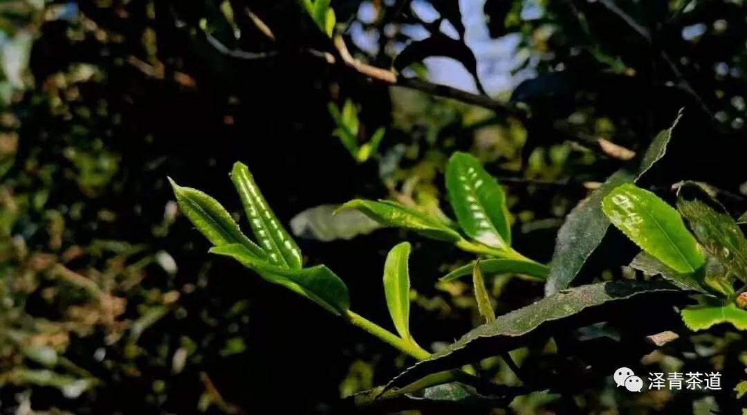 富硒水和茶哪个好一点呢(富硒茶叶)-硒宝网