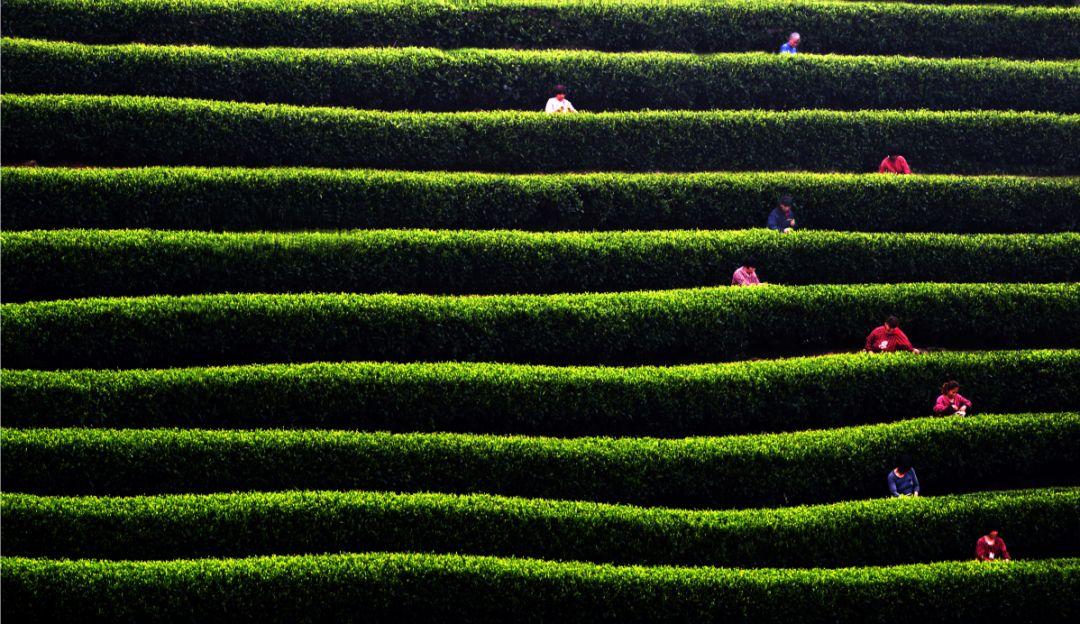 富硒水和茶哪个好一点呢(富硒茶叶)-硒宝网