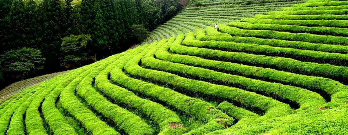 富硒水和茶哪个好一点呢(富硒茶叶)-硒宝网