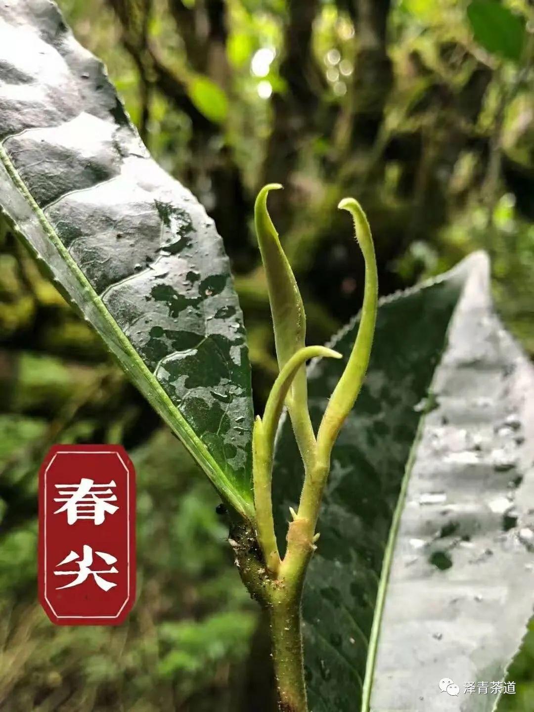 富硒水和茶哪个好一点呢(富硒茶叶)-硒宝网