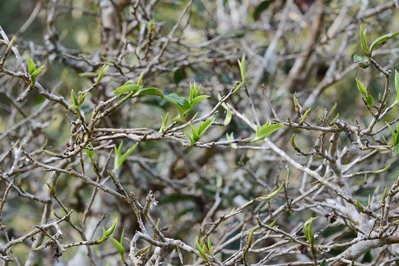 富硒水和茶哪个好一点呢(富硒茶叶)-硒宝网