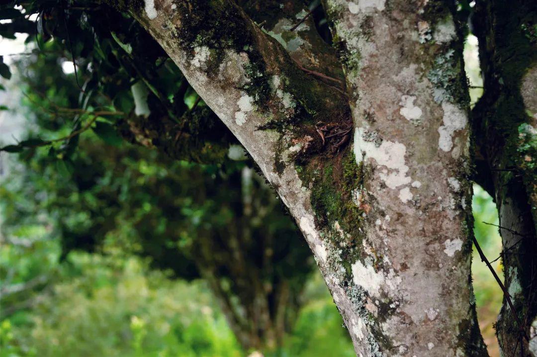 富硒水和茶哪个好一点呢(富硒茶叶)-硒宝网