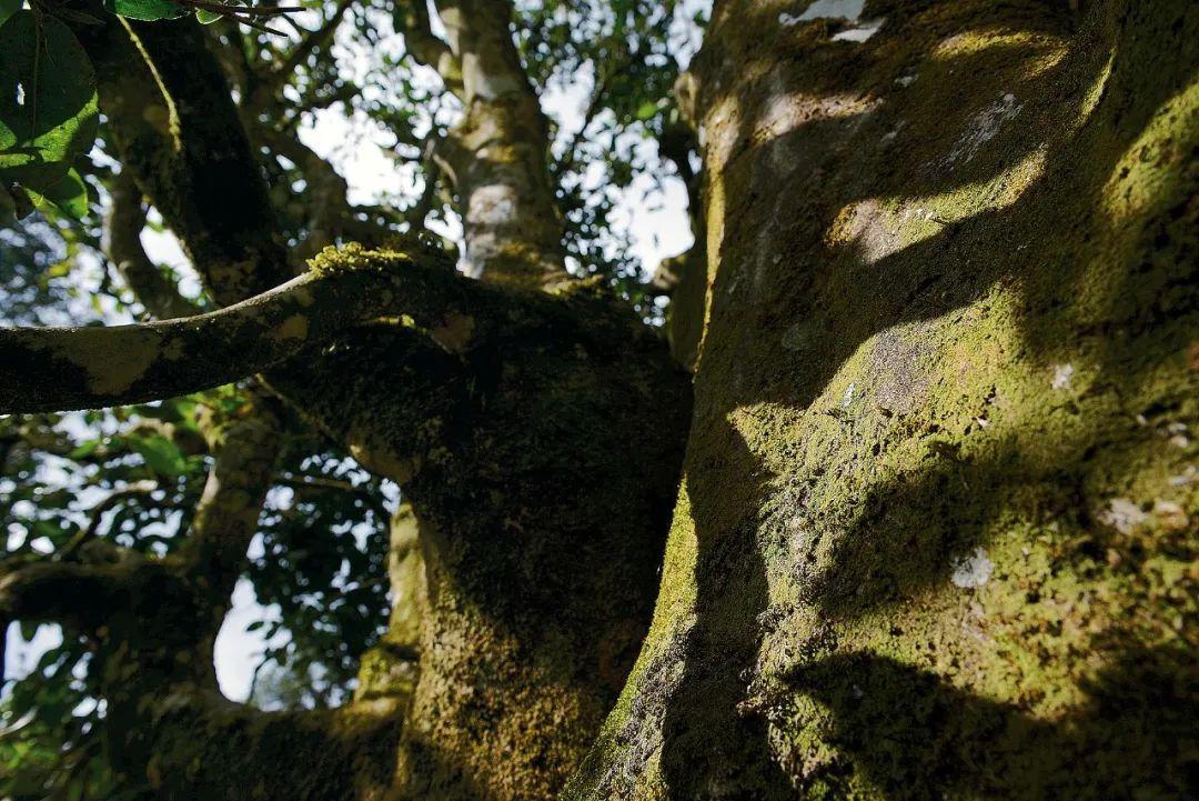 富硒水和茶哪个好一点呢(富硒茶叶)-硒宝网