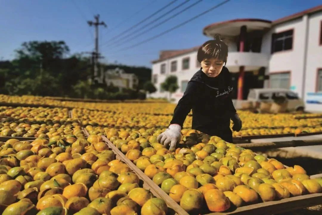 山西富硒八仙茶加工厂家(富硒八仙茶价格)-硒宝网